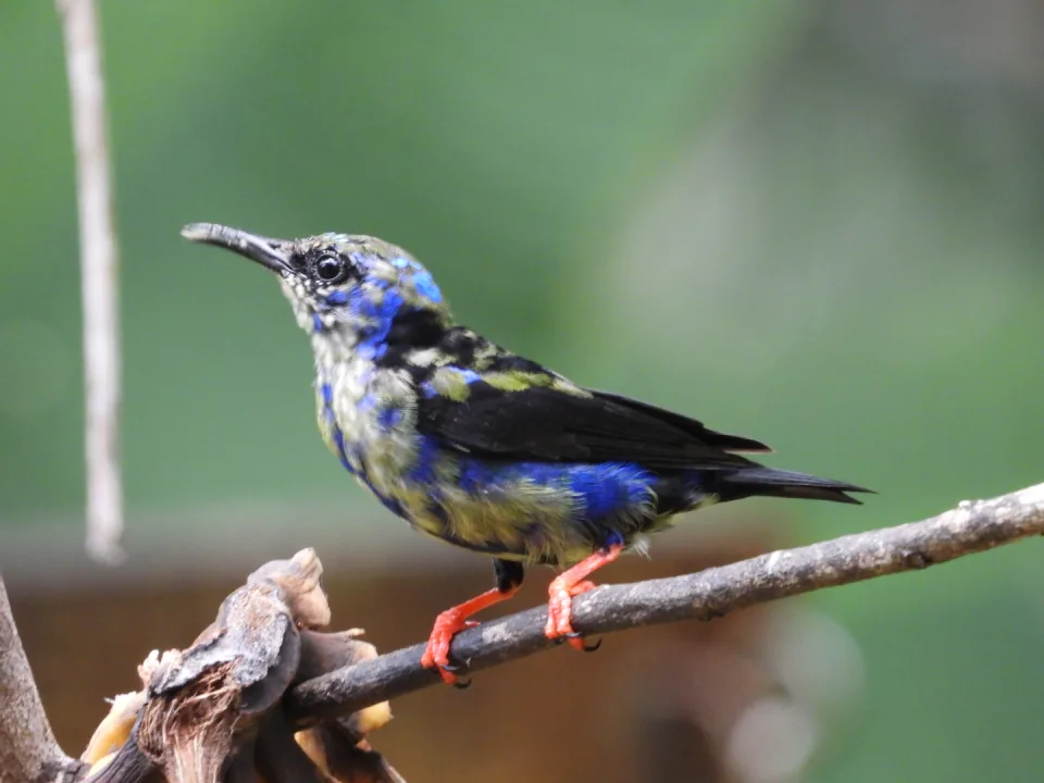 Casa Clareia, Itacaré